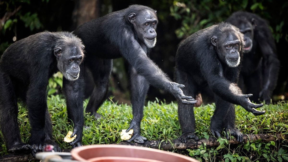 Foto: Desítky let je vědci mučili, teď si šimpanzi užívají důchod na svobodě